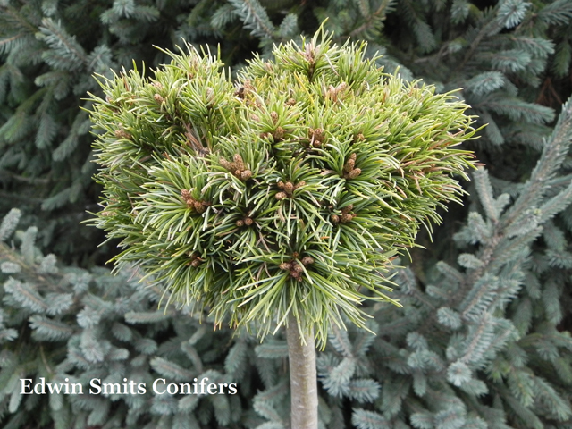 Pinus parviflora 'Fenja'